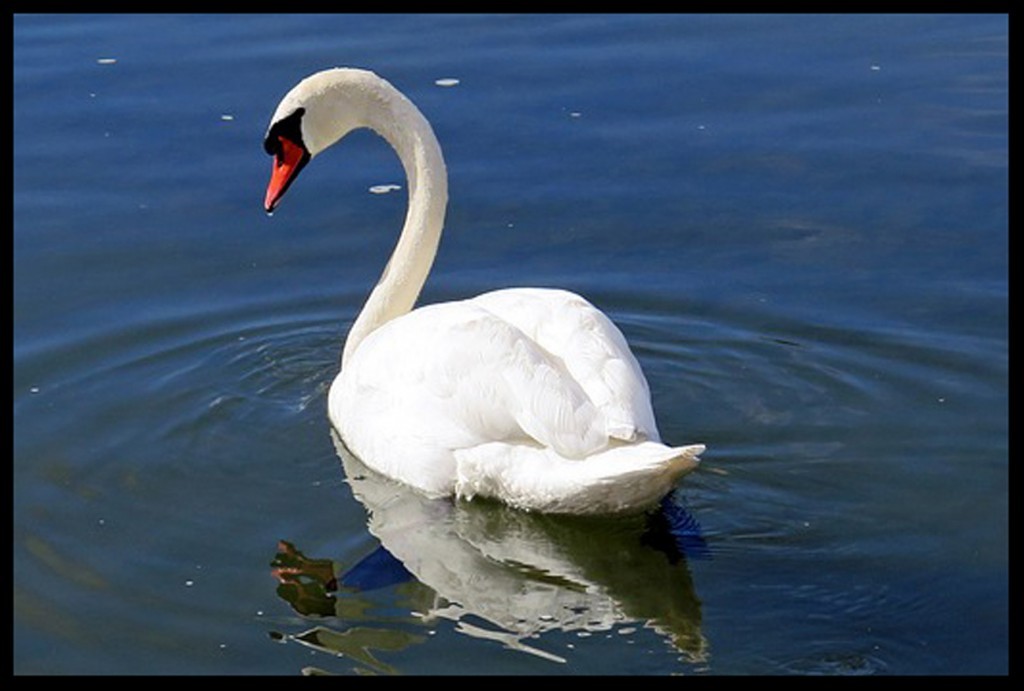swan-335911_640-1024x691